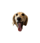 ダッシュくん(犬)（個別スタンプ：16）