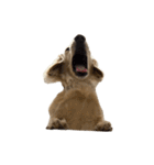 ダッシュくん(犬)（個別スタンプ：19）