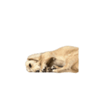 ダッシュくん(犬)（個別スタンプ：27）