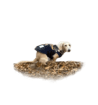 ダッシュくん(犬)（個別スタンプ：32）