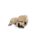 ダッシュくん(犬)（個別スタンプ：36）