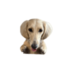 ダッシュくん(犬)（個別スタンプ：38）