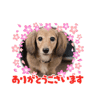 ミニチュアダックスの子犬のスタンプ♫（個別スタンプ：1）