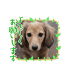 ミニチュアダックスの子犬のスタンプ♫（個別スタンプ：2）