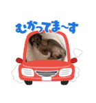 ミニチュアダックスの子犬のスタンプ♫（個別スタンプ：9）