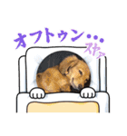 ミニチュアダックスの子犬のスタンプ♫（個別スタンプ：24）