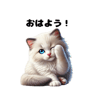 【ずっと使える】毎日ラグドール（個別スタンプ：1）
