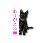 ネコリパブリック広島｜広島弁ver.2（個別スタンプ：1）