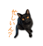ネコリパブリック広島｜広島弁ver.2（個別スタンプ：2）