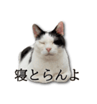 ネコリパブリック広島｜広島弁ver.2（個別スタンプ：3）