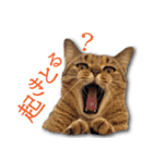 ネコリパブリック広島｜広島弁ver.2（個別スタンプ：5）