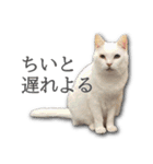 ネコリパブリック広島｜広島弁ver.2（個別スタンプ：6）