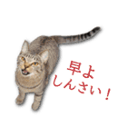 ネコリパブリック広島｜広島弁ver.2（個別スタンプ：7）