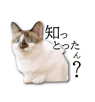 ネコリパブリック広島｜広島弁ver.2（個別スタンプ：8）
