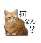 ネコリパブリック広島｜広島弁ver.2（個別スタンプ：10）