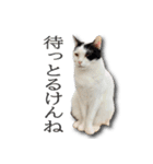 ネコリパブリック広島｜広島弁ver.2（個別スタンプ：11）