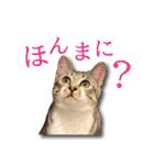 ネコリパブリック広島｜広島弁ver.2（個別スタンプ：12）