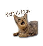 ネコリパブリック広島｜広島弁ver.2（個別スタンプ：15）