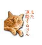 ネコリパブリック広島｜広島弁ver.2（個別スタンプ：18）