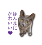 ネコリパブリック広島｜広島弁ver.2（個別スタンプ：19）