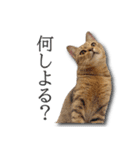 ネコリパブリック広島｜広島弁ver.2（個別スタンプ：20）
