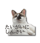 ネコリパブリック広島｜広島弁ver.2（個別スタンプ：22）