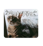 めいちゃん♀（個別スタンプ：6）