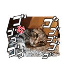めいちゃん♀（個別スタンプ：8）