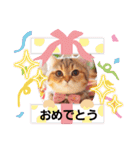 ラブリーキャット⑫（個別スタンプ：11）