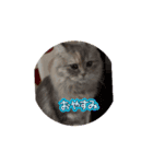 サイベリアン大人気LINEスタンプ（個別スタンプ：8）