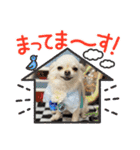 サダハルです（個別スタンプ：11）