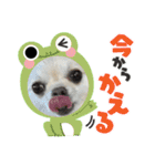 サダハルです（個別スタンプ：16）
