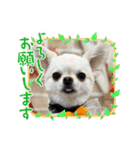 サダハルです（個別スタンプ：19）