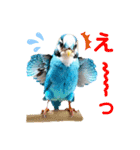 インコだぢょ（個別スタンプ：11）