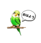 インコだぢょ（個別スタンプ：12）