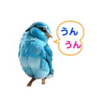 インコだぢょ（個別スタンプ：16）