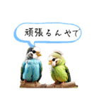 インコだぢょ（個別スタンプ：17）