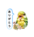 インコだぢょ（個別スタンプ：24）