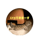爬虫類好き過ぎて（個別スタンプ：1）