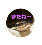 爬虫類好き過ぎて（個別スタンプ：2）