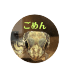 爬虫類好き過ぎて（個別スタンプ：3）