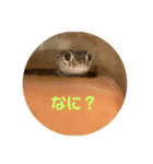 爬虫類好き過ぎて（個別スタンプ：4）