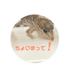 爬虫類好き過ぎて（個別スタンプ：5）