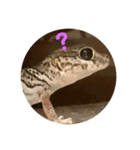 爬虫類好き過ぎて（個別スタンプ：6）