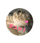 爬虫類好き過ぎて（個別スタンプ：11）