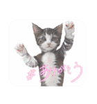 可愛い子猫の日常-4（個別スタンプ：19）