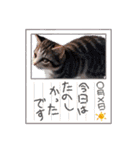 可愛い子猫の日常-4（個別スタンプ：20）