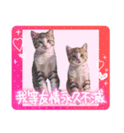 可愛い子猫の日常-4（個別スタンプ：23）