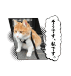 ぺぺビビすたんぷ【日常編】（個別スタンプ：3）