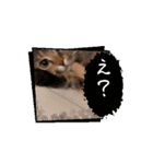 お任せ♪猫ネコナナスタンプ（個別スタンプ：7）